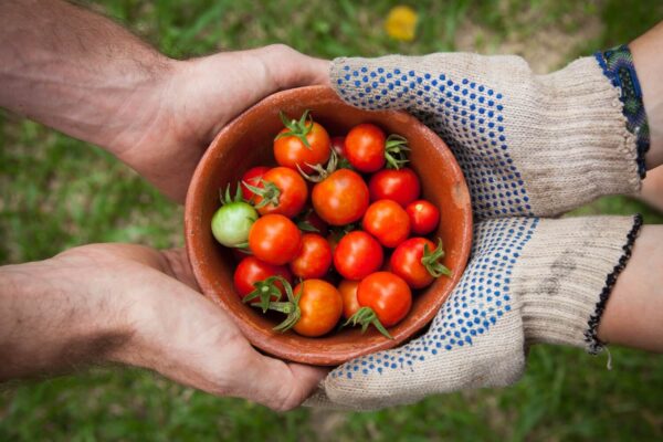 Hands holding bowl of cherry tomatoes