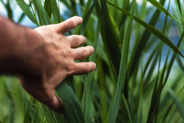 Hand touching tall green grass blades