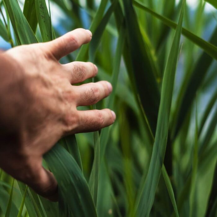 Hand touching tall green grass blades