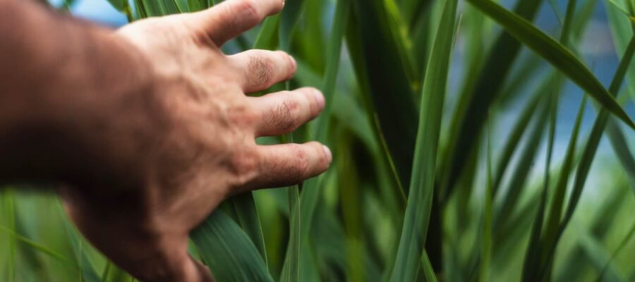 Hand touching tall green grass blades